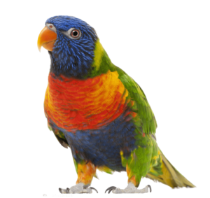 kisspng-bird-true-parrot-clip-art-parrot-5a879cb7df4ed5.1222743915188369199147-min