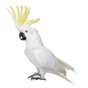 kisspng-bird-white-cockatoo-cockatiel-budgerigar-parrot-5a7cf4017b4563.2180766415181383695049-min