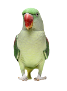 kisspng-budgerigar-alexandrine-parakeet-rose-ringed-parake-green-red-billed-parrot-head-5aaef7e463a7d6.5125903215214161644082-min