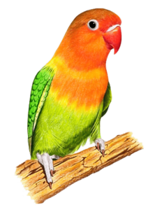 kisspng-budgerigar-lovebird-lilac-tailed-parrotlet-colored-parrot-5a9d684c4cedb4.6065126715202652923151-min