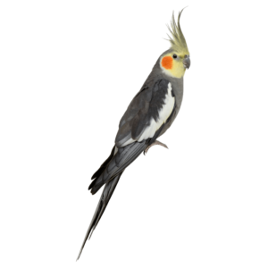 kisspng-cockatiel-cockatoo-budgerigar-bird-stock-photograp-parrot-5a7c728b8b8167.7583552915181052275714-min