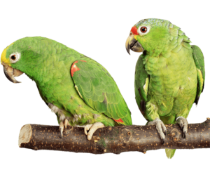 kisspng-parrot-bird-budgerigar-cockatiel-hamster-parrot-5a809906b147d8.0907906815183772227262-min
