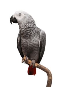 kisspng-parrot-bird-macaw-pet-cuba-libre-20815-5b3b23f71c6724.7839796715306024871164-min