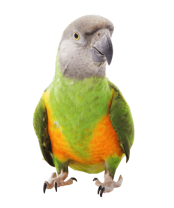 kisspng-senegal-parrot-bird-parrot-harness-meyer-s-parrot-5afe003e0fa962.0011918915265956460642-min